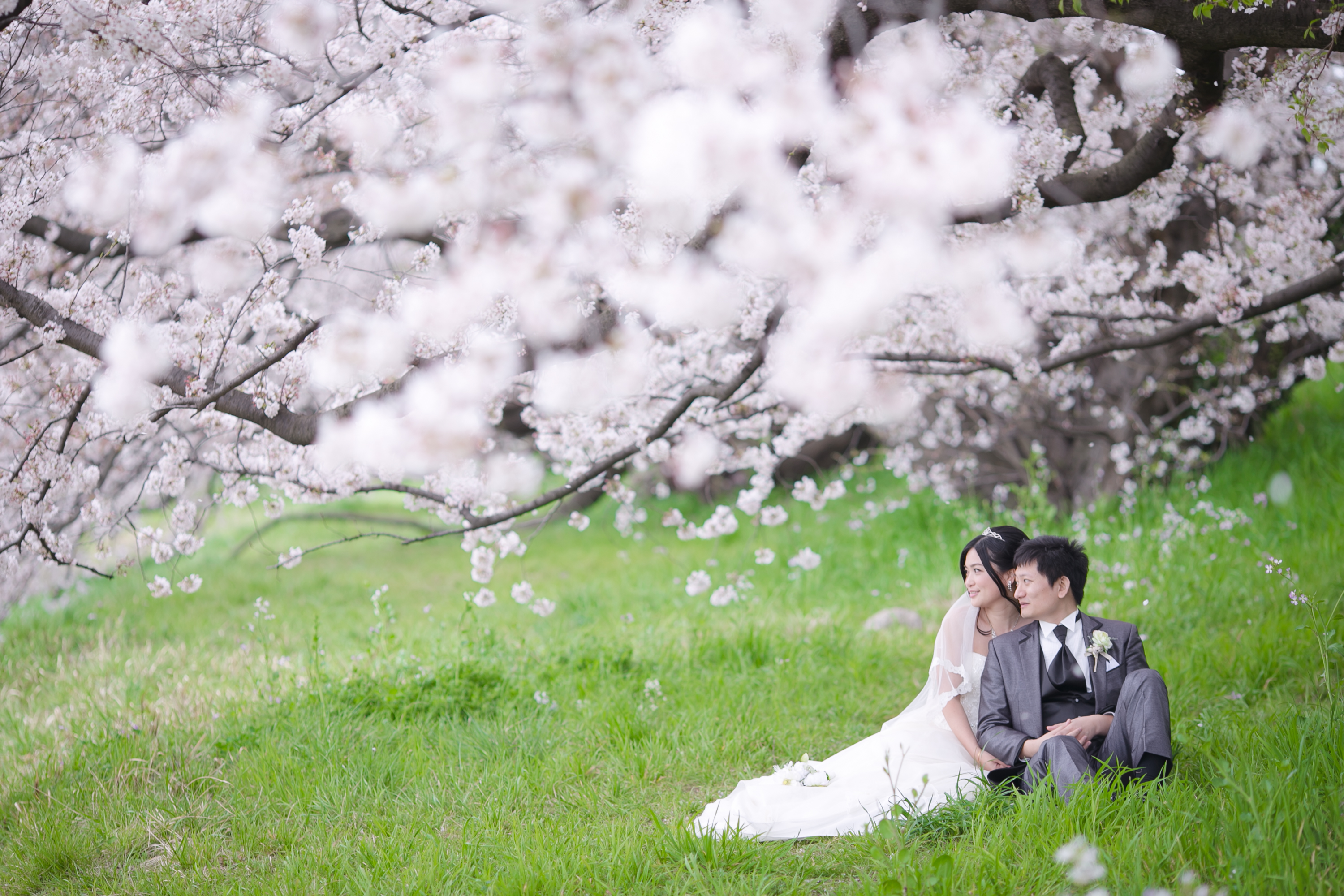 なぜ人気？　前撮りを桜の季節に行う魅力とメリット